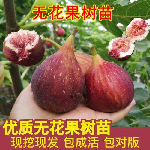 无花果树果苗盆栽地栽当年结果耐寒波姬红南方北方种植无花果树苗