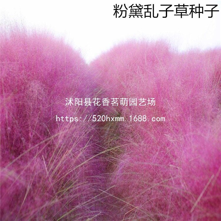 散装粉黛乱子草种毛芒乱子草花海粉米利庭院花卉多年生观赏四季播