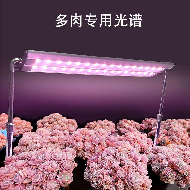 阳台多肉灯专用植物补光灯家用led灯30w 50w聚光植物红蓝光生长灯