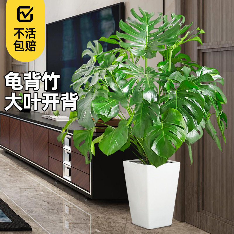 龟背竹盆栽北欧网红盆景大叶植物除甲醛真龟背叶办公客厅室内绿植