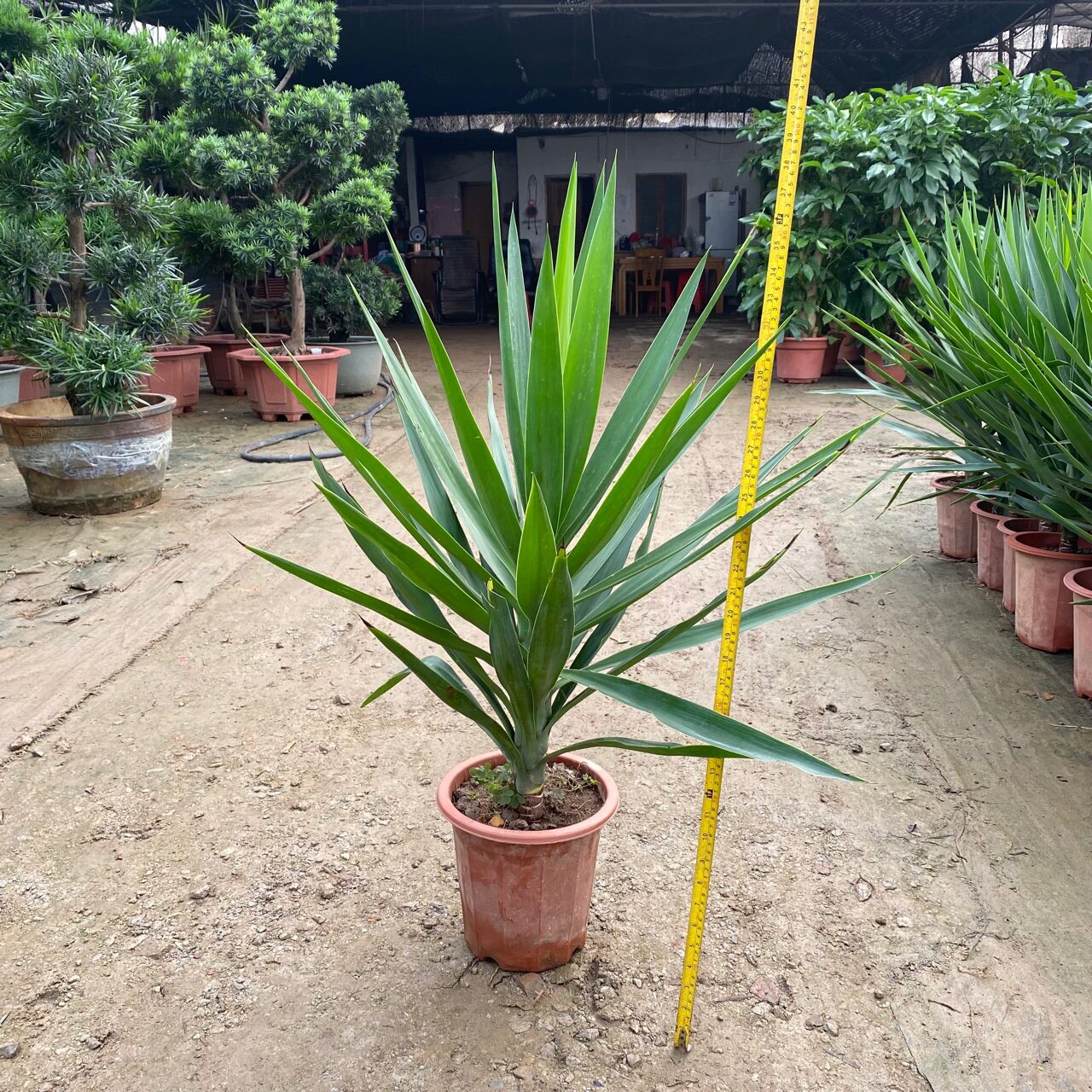 荷兰铁盆景巨丝兰绿植常青盆栽大型观叶植物室内室外含盆带盆家居