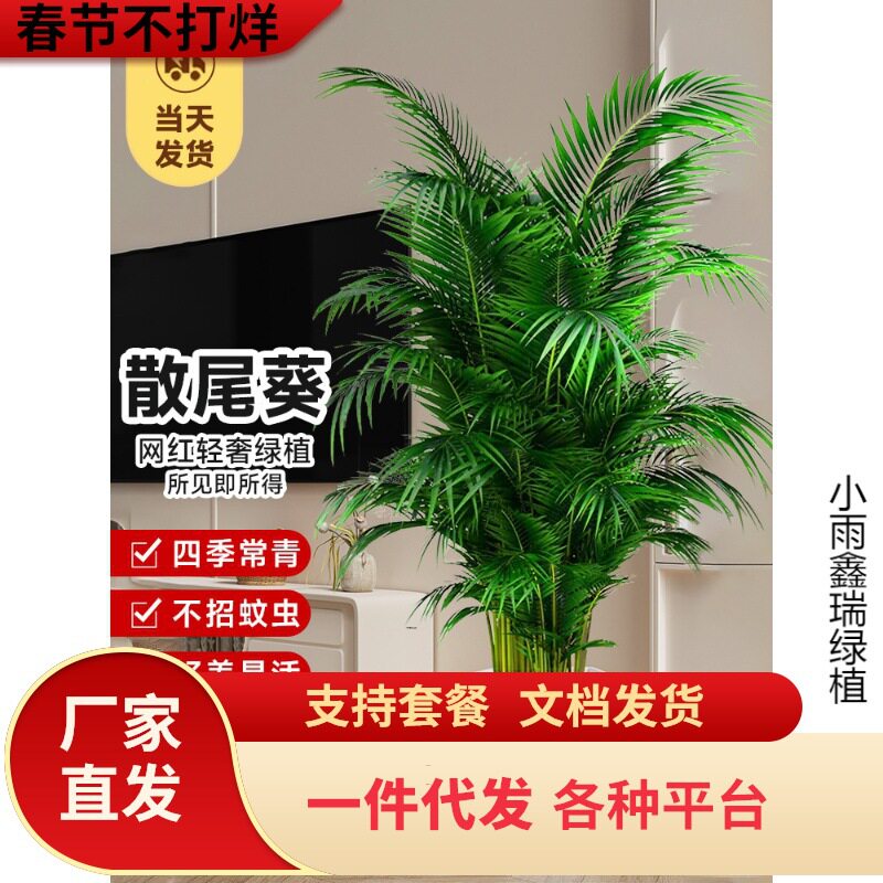 一件代发散尾葵大型绿植物盆栽室内客厅办公室除甲醛天堂鸟四季常