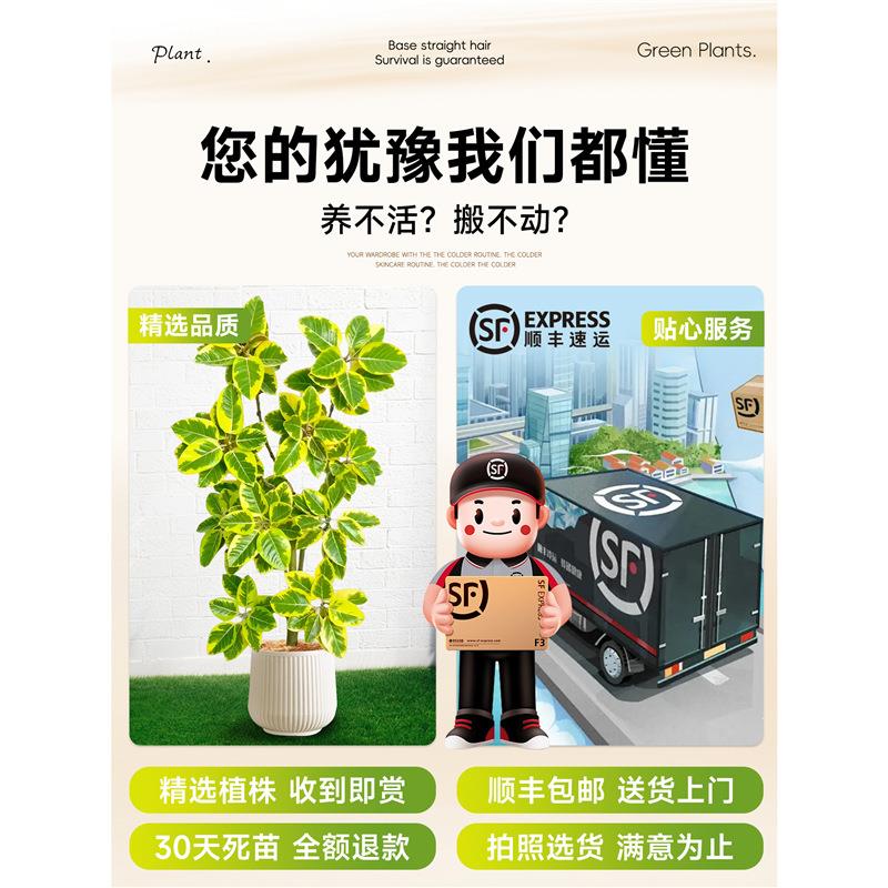 大型绿植黄金榕盆栽客厅绿植室内大型高山榕树落地网红旺宅树真花