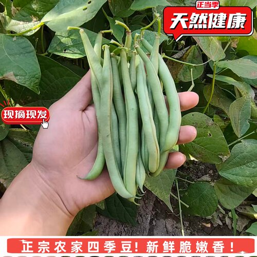 【农家蔬菜】安徽露天四季豆新鲜现摘健康无筋豆豆角农家刀豆芸豆