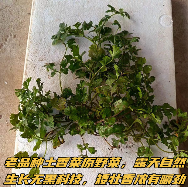 老品种原野菜土香菜罕见农家菜园自留种露天生态无黑科健康口感好