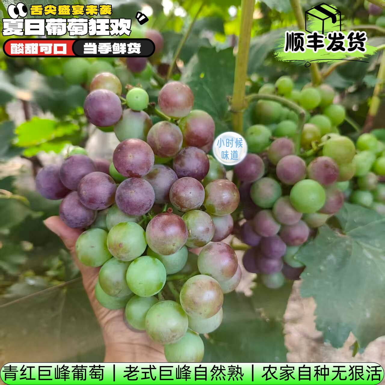 老式青红巨峰葡萄新鲜当季现摘老葡萄/提子