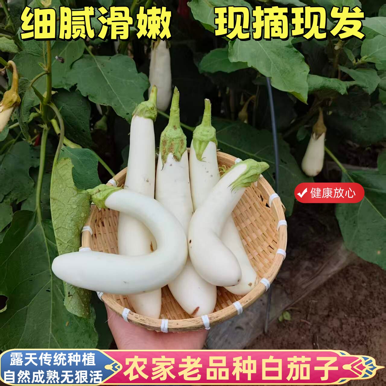 正宗农家自种白茄子老品种土茄子露天种植无狠活健康放心时令蔬菜