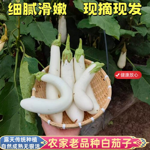 正宗农家自种白茄子老品种土茄子露天种植无狠活健康放心时令蔬菜