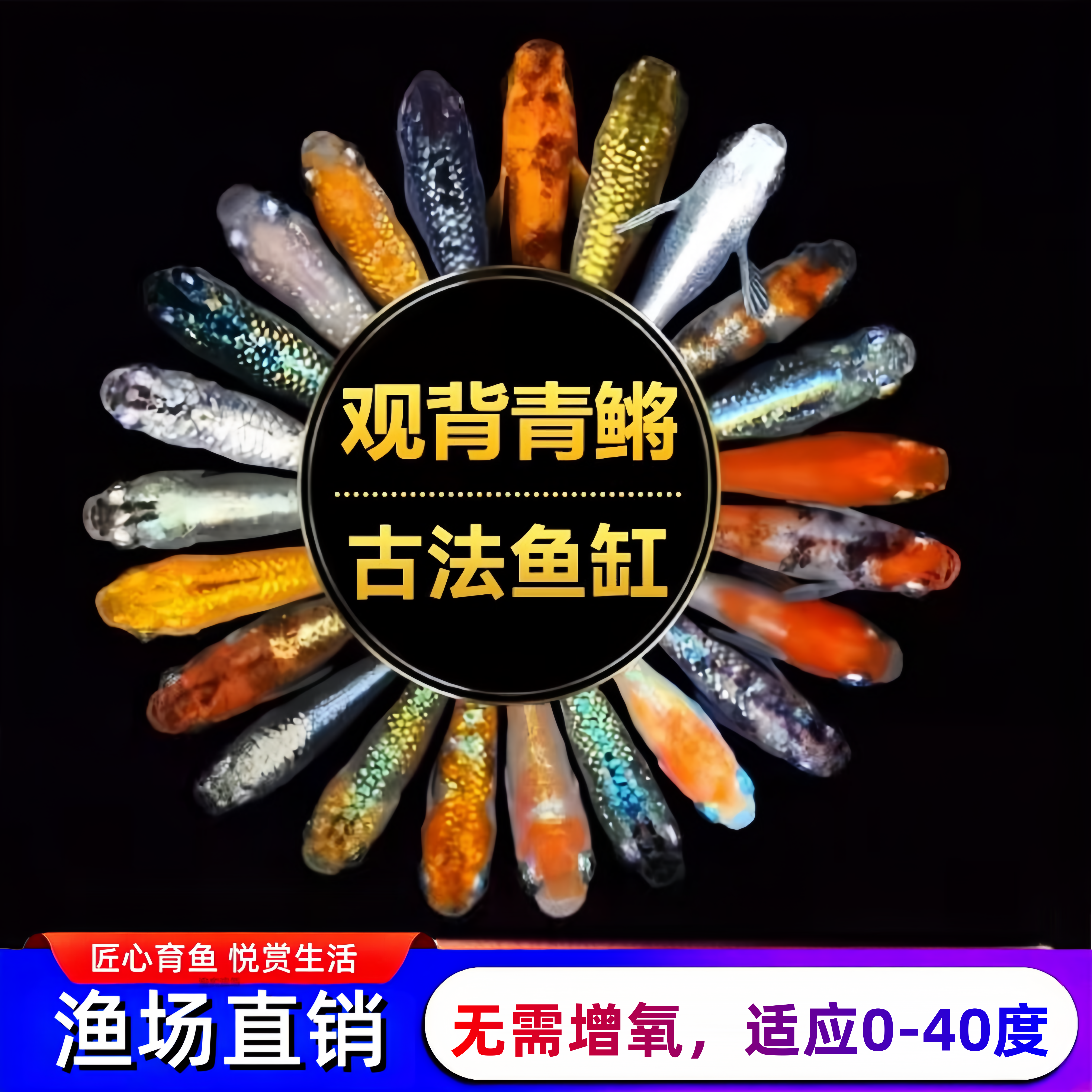 观背青鳉观赏鱼适合新手古法养鱼好养奈活广温冷水鱼球体鱼苗赤壁