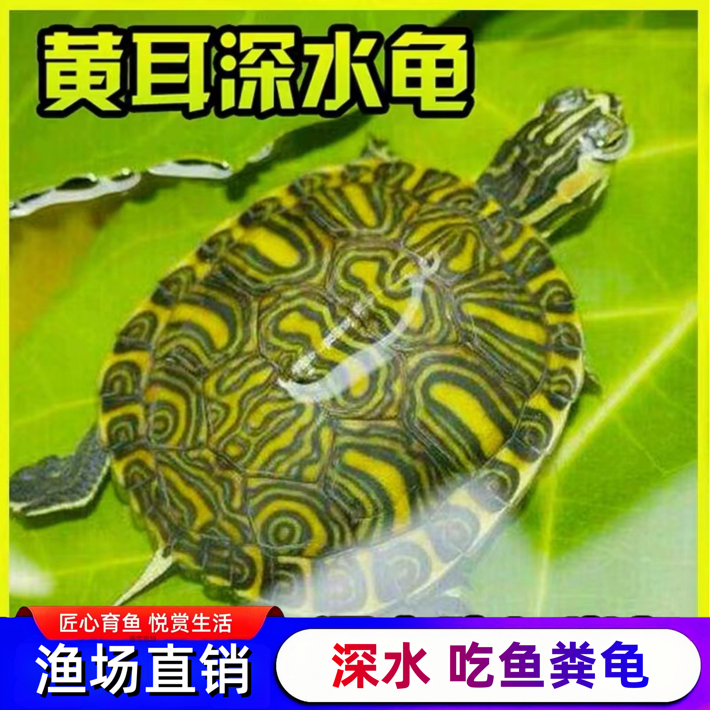 黄耳深水龟活体宠物龟苗渔场直销招财风水龟可混养精品观赏龟稀有