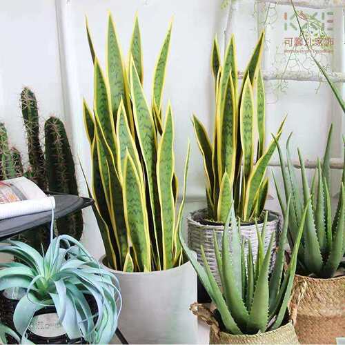 出口供应 仿真盆栽虎皮兰 植物胶叶假树龙舌兰 室内绿化摆件