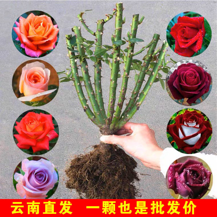 玫瑰花苗老桩绿植物盆栽月季蔷薇老根室内外阳台庭院特大花卉四季