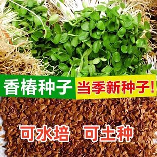 香椿籽 红油香椿 芽苗菜 绿油椿树 春树籽 香醇树籽