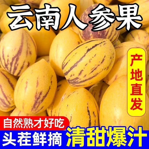 云南石林人参果长果黄心黄肉应季新鲜水果低脂低糖低卡直发非勤民