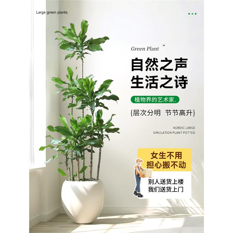 螺纹铁绿植室内大型客厅盆栽办公室植物落地好养龙血树百合竹真树