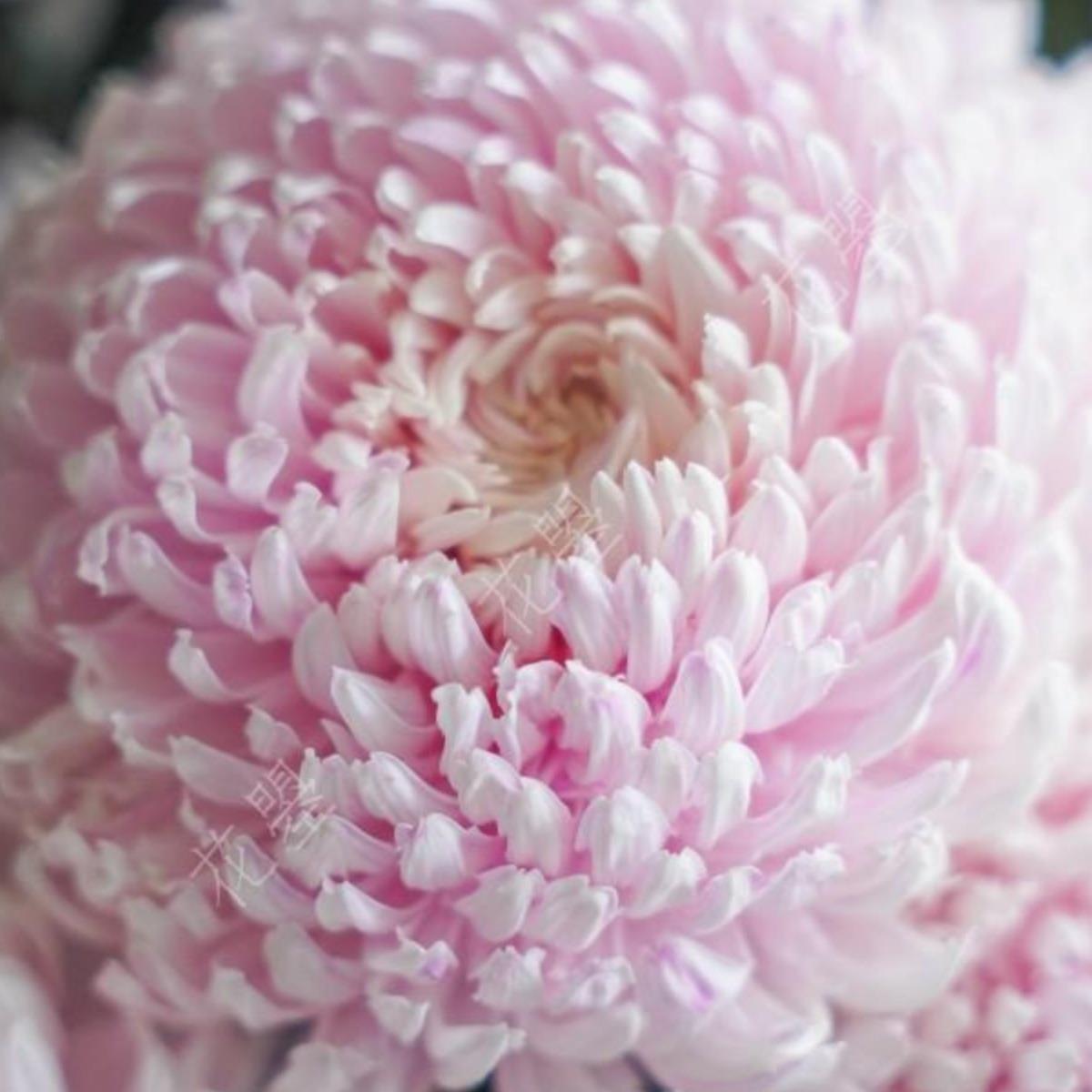 牡丹菊鲜花牡丹菊青花瓷牡丹菊花瓶插花浅粉色鲜花真花餐桌面插花