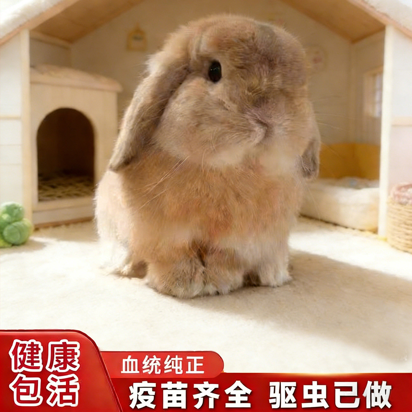 进口双血统兔子活物长不大迷你兔荷兰垂耳小兔活体家养宿舍宠物兔