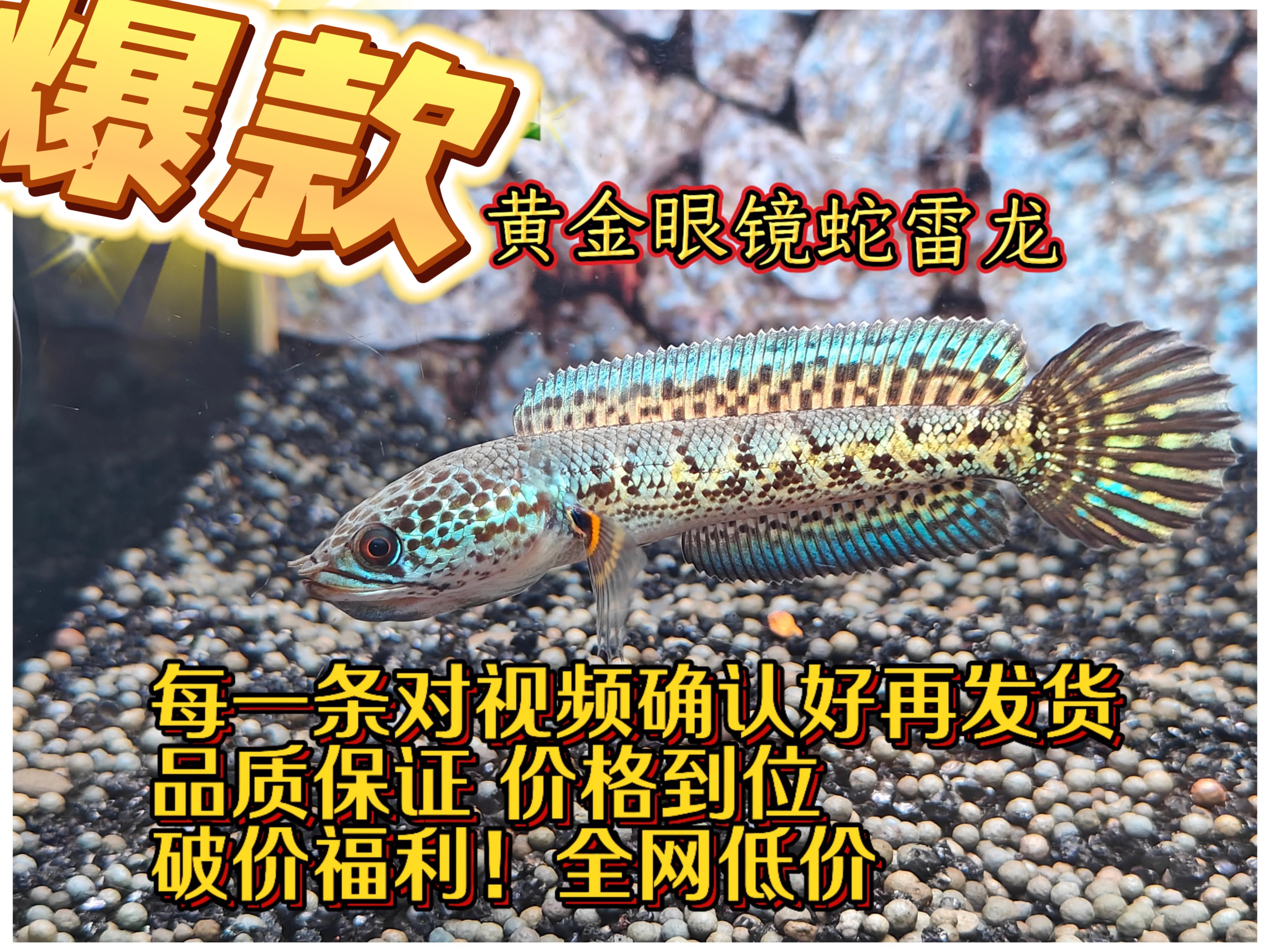 眼镜蛇雷龙鱼热带鱼印度严选雷龙鱼