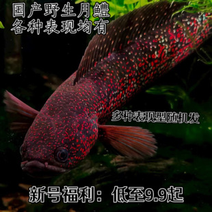 七星鱼月鳢红月珍珠雷龙黑月鳢红白点月鳢山斑鱼耐活无需打氧加温