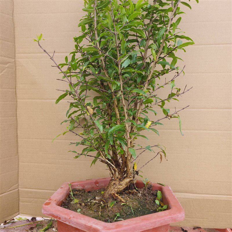 紫玉石榴花c盆栽牡丹石榴花微盆景提根石榴树桩小老桩矮霸花卉