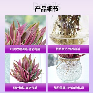 油画婚礼吊兰 紫露n兰 多肉植物绿植盆栽盆景老桩水培水养花卉摆