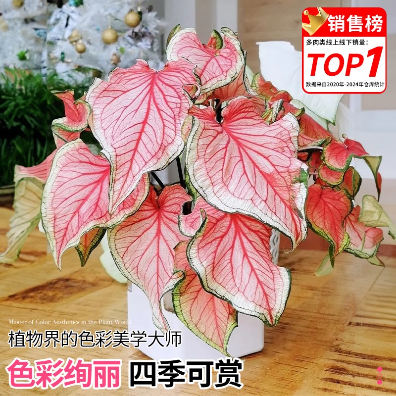 彩叶芋进口种球j白色恋人甜心粉色飞溅室内盆栽观叶绿植物四季花图片