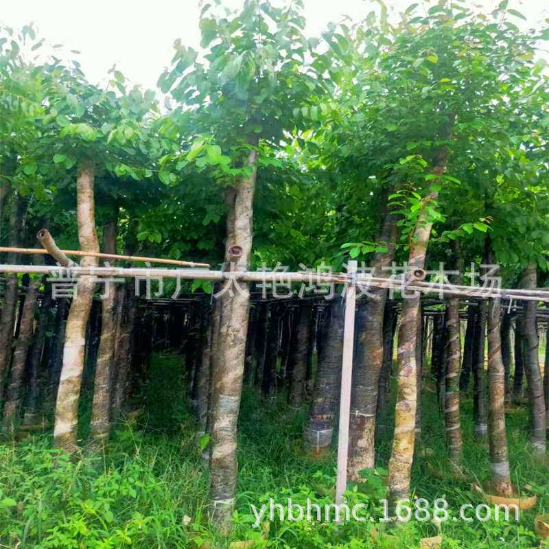广东绿化苗木海南蒲桃园艺园林地苗袋苗假植苗乔木风景树行道树木