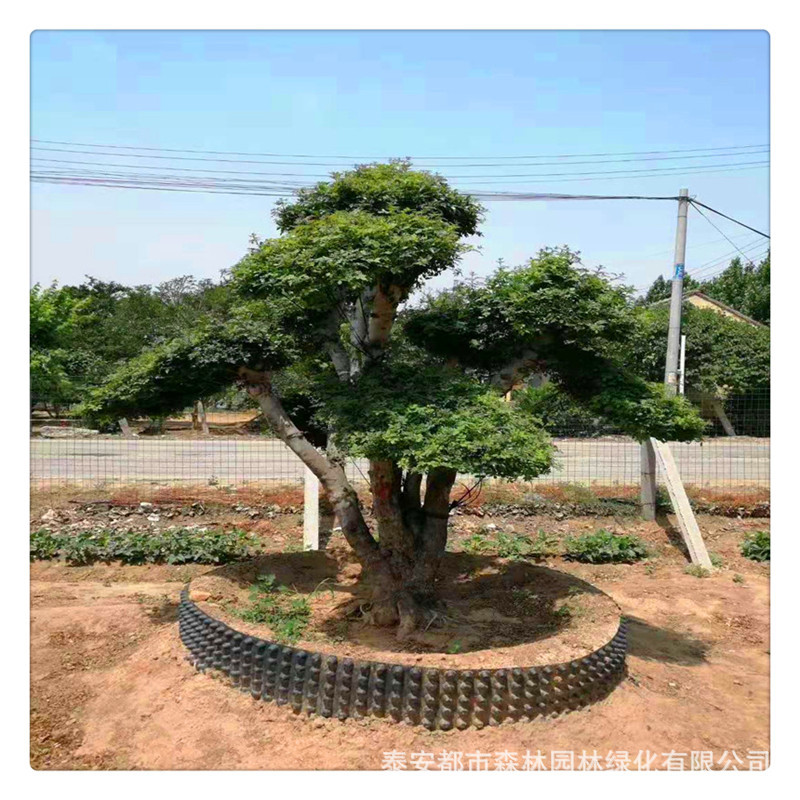 山东批发园林绿化苗木 对节白蜡 造型对节白蜡 对节白蜡盆景