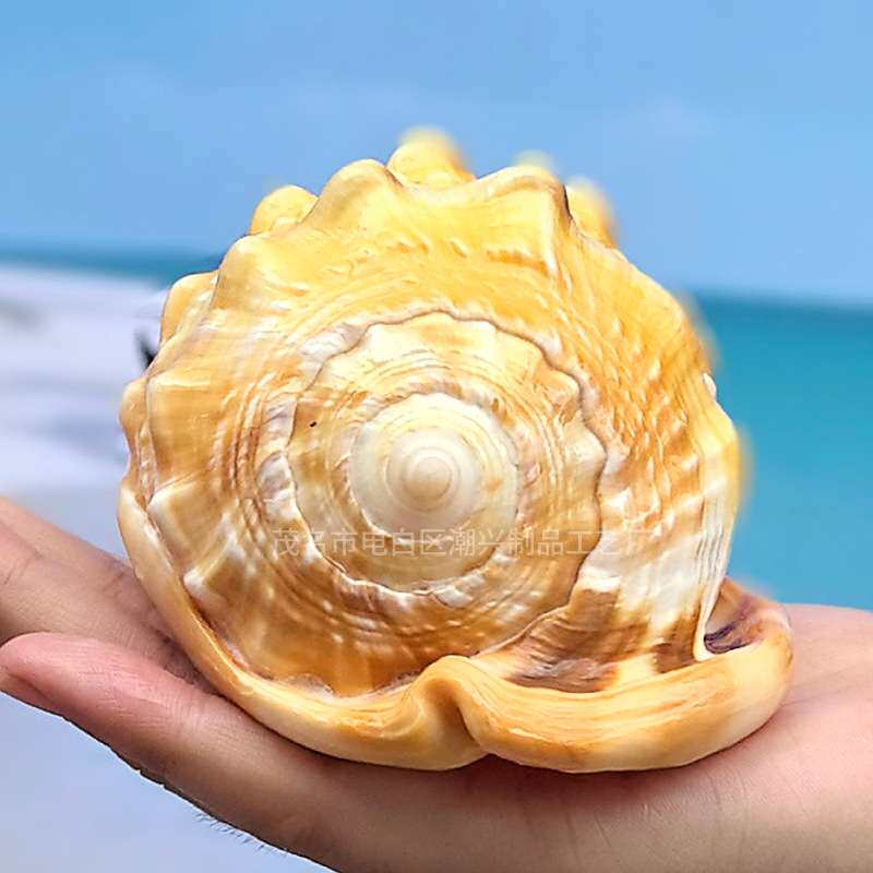 黄色万宝螺 天然贝壳海螺收藏鱼缸水族造景工艺品居家装饰摆件