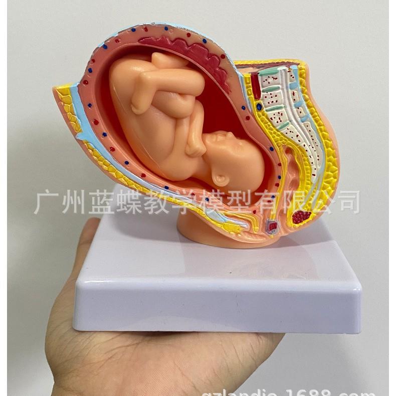 女性盆腔附足月胎儿模型 妊娠发育九个月胎儿子宫 胚胎模型 胎儿