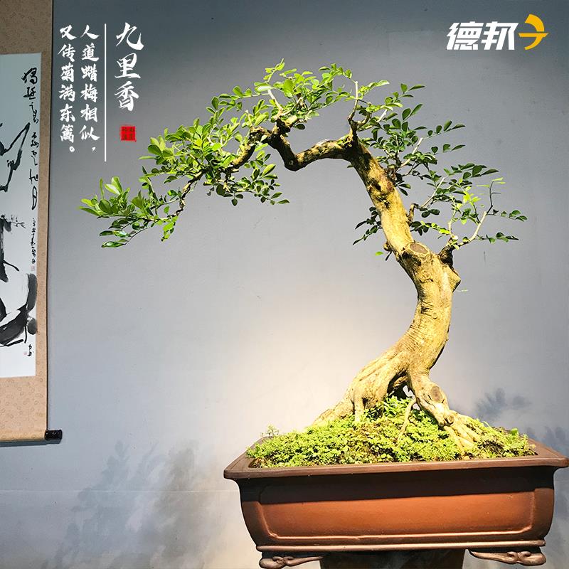 九里香盆栽植物室内阳台办公室造型桌面盆景绿植花卉七里香好养