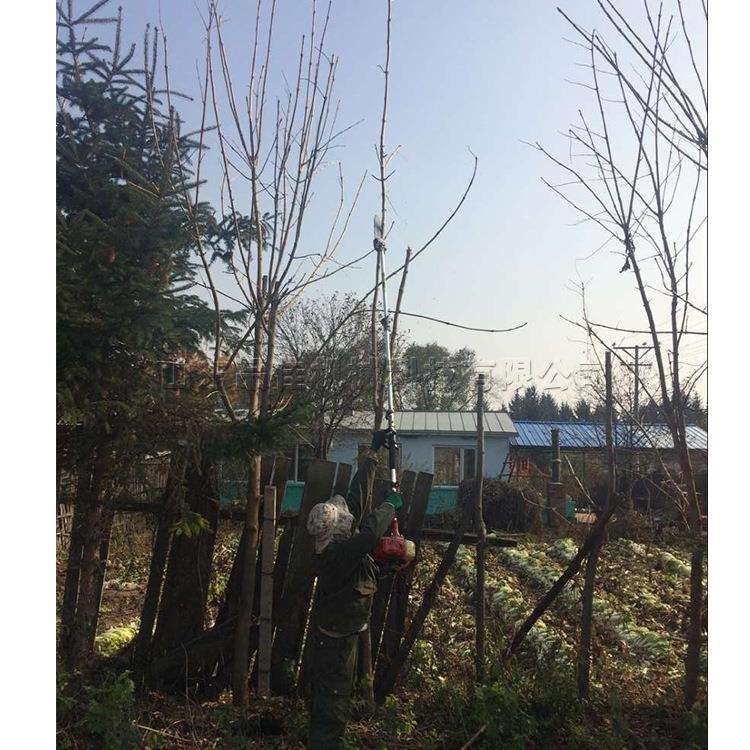 便携式汽油高枝剪 小型树枝绿篱修剪机 园林绿化果树背负高枝锯
