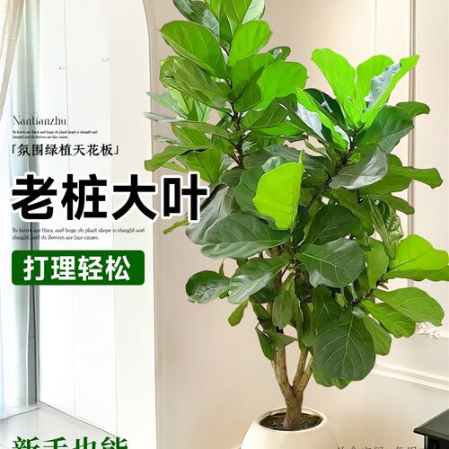 琴叶榕客厅绿植高级感客t厅室内大型落地植物盆栽大叶老桩好养四