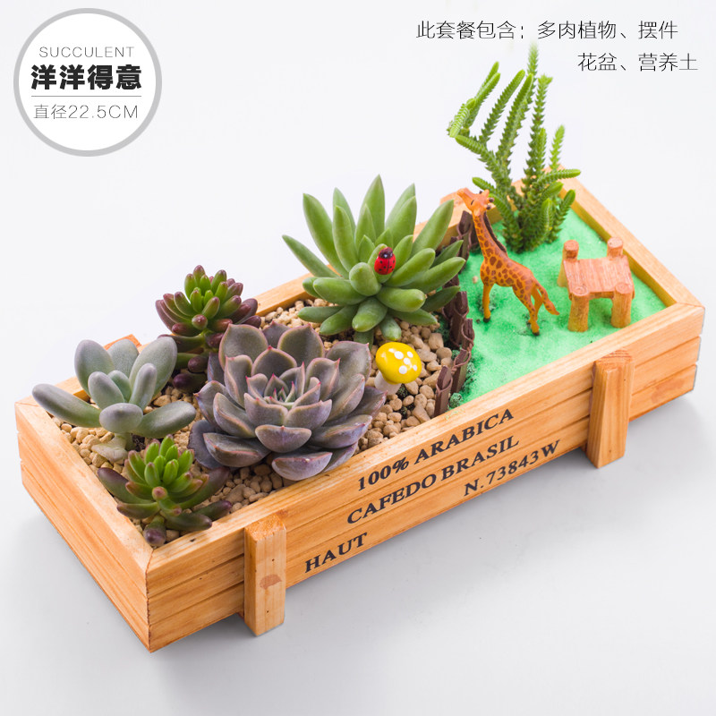 多肉植物木盒拼盘肉肉套餐带盆带土包邮DIY礼物组合盆栽超萌摆件