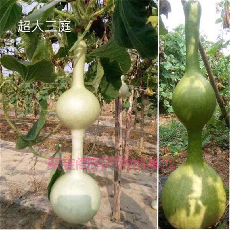 超大三挺葫芦种特大三庭大三亭6葫芦
