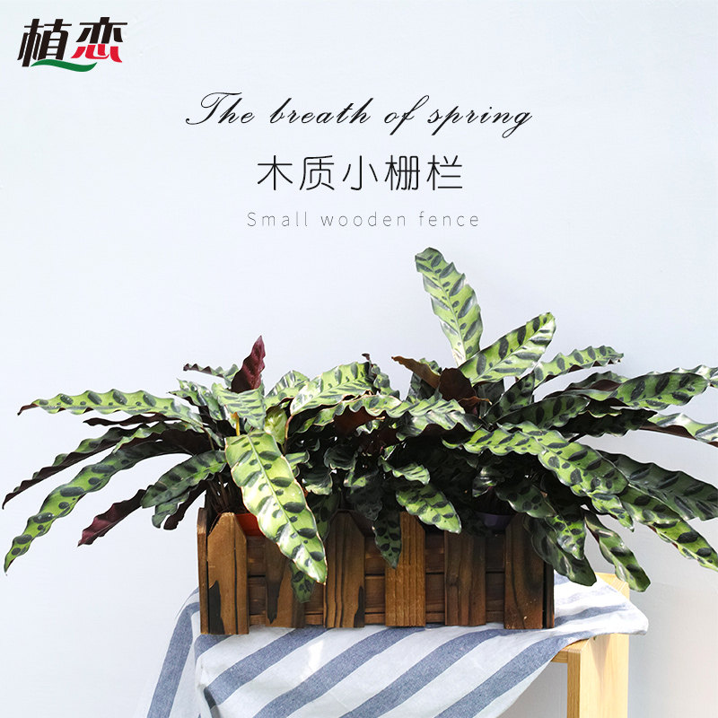 木质小栅栏 实木围栏篱笆小花器花盆插花花槽田园装饰 环保 围栏