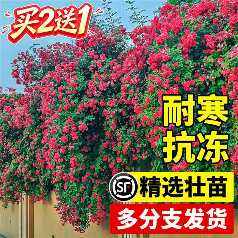 红木香花苗爬藤植物四季无刺开花卉庭院大树苗耐寒爬墙黄木香老桩