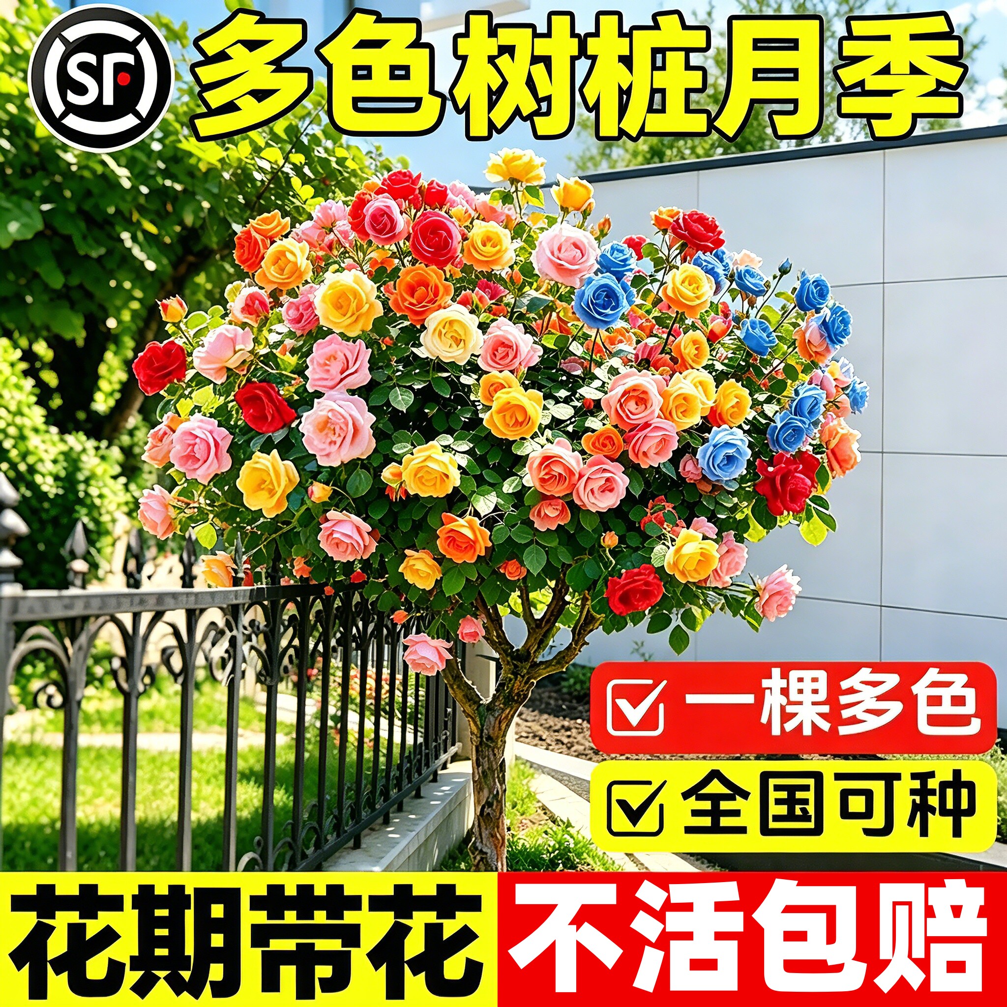 棒棒糖树桩月季花树苗老桩嫁接四季开特大花树状巨型玫瑰花卉盆栽