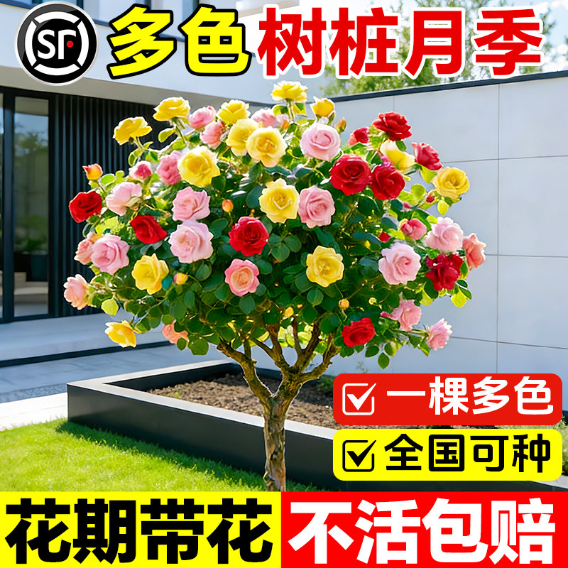 多色棒棒糖树桩月季花苗开花室外庭院月季花卉植物盆栽玫瑰花树苗