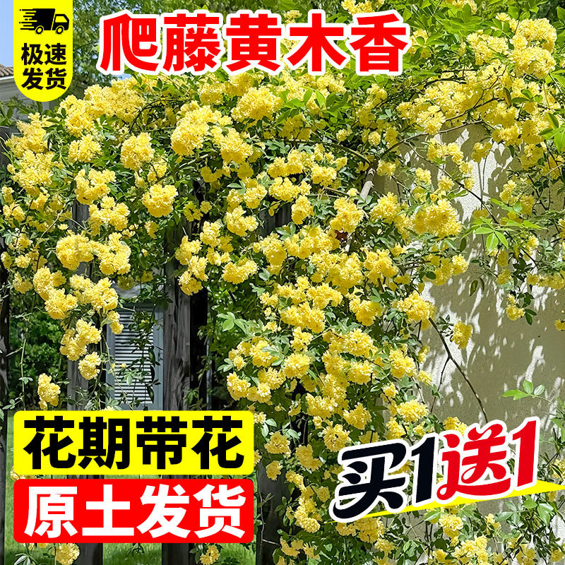黄木香花苗爬藤植物卉重瓣庭院