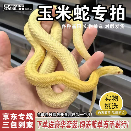 活体宠物蛇温顺无毒懒人网红