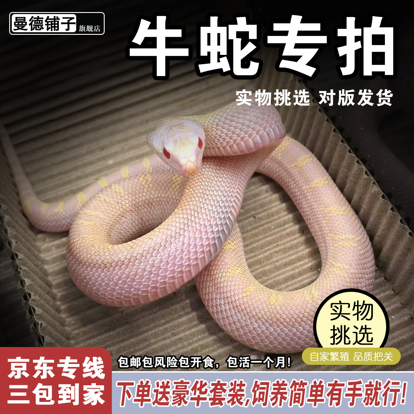 大型活体宠物蛇白化牛蛇