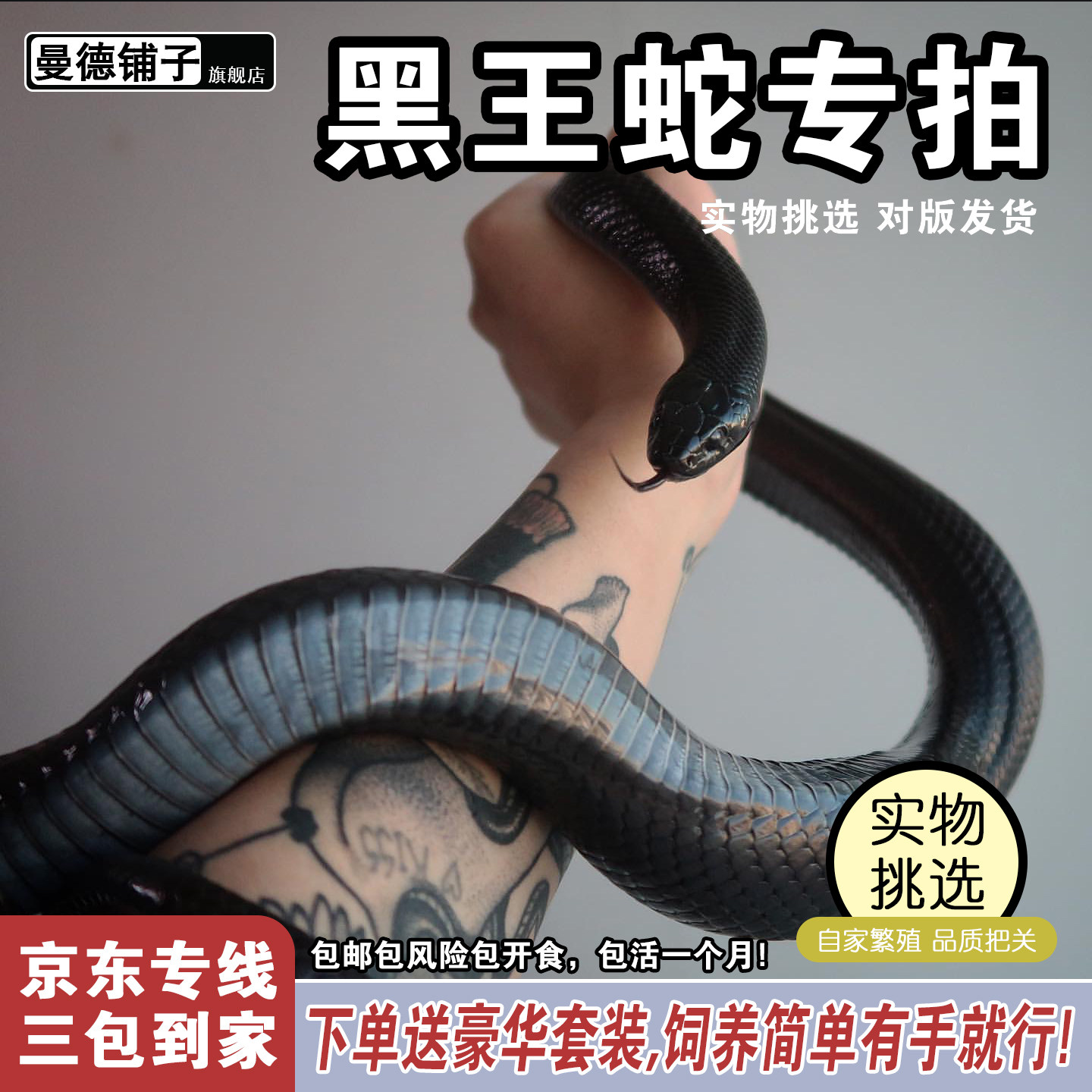 曼德铺子活体宠物黑王蛇任挑任选