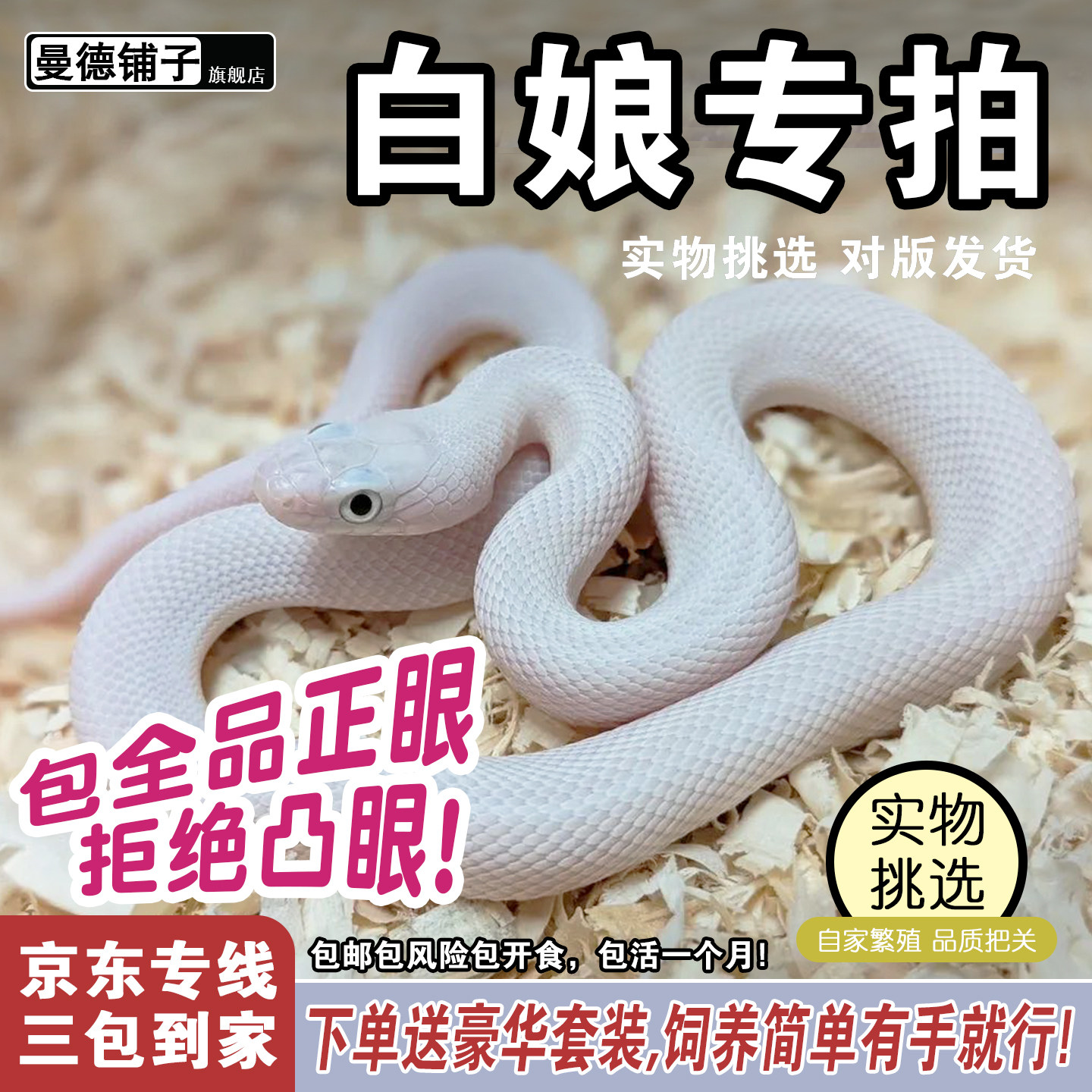 活体宠物蛇白蛇白娘子白变异德州鼠蛇暴风雪玉米纯白色绝美宠物蛇 - 实物图