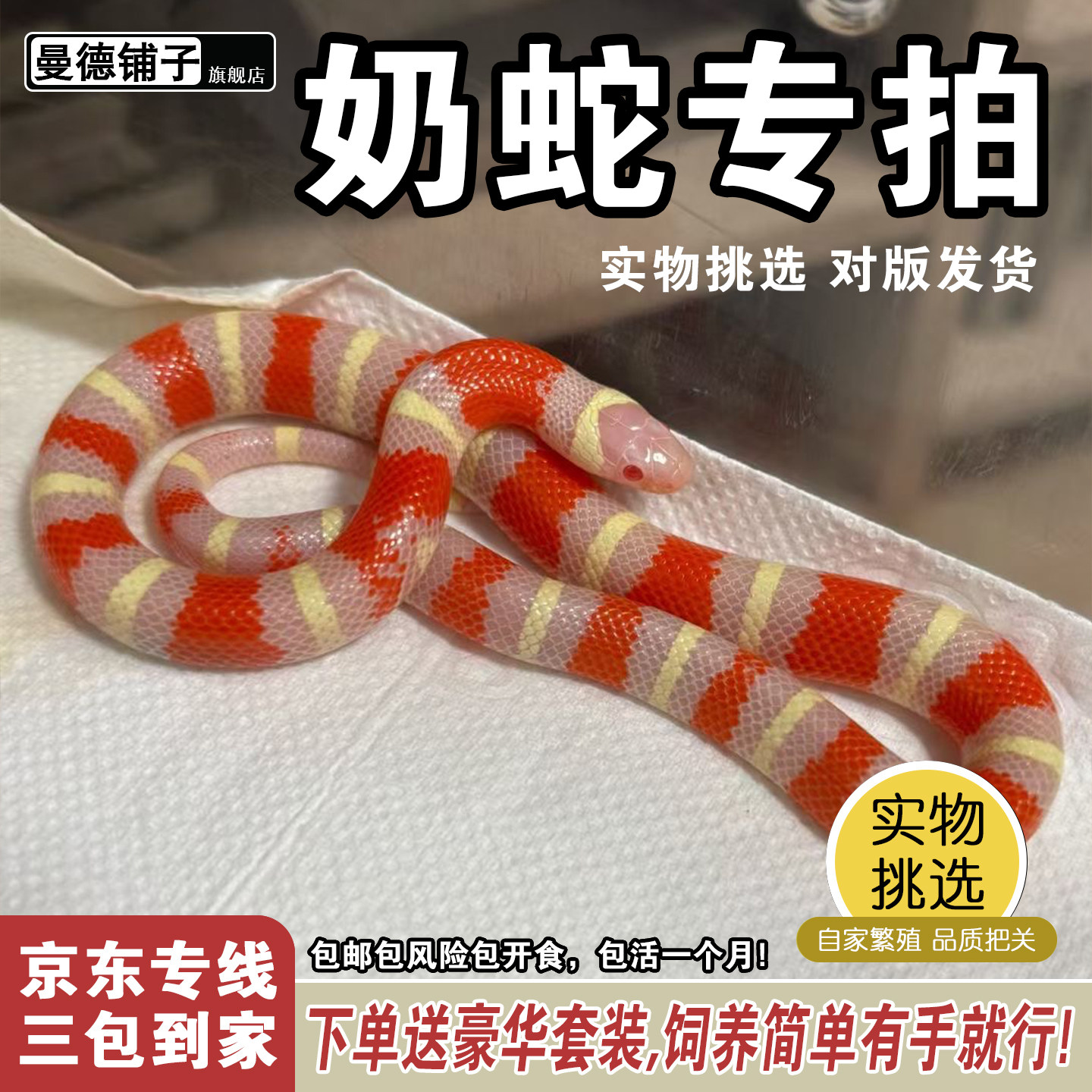 曼德铺子精选活体宠物蛇纳尔逊帕布拉洪都拉斯奶蛇温顺无毒不咬人