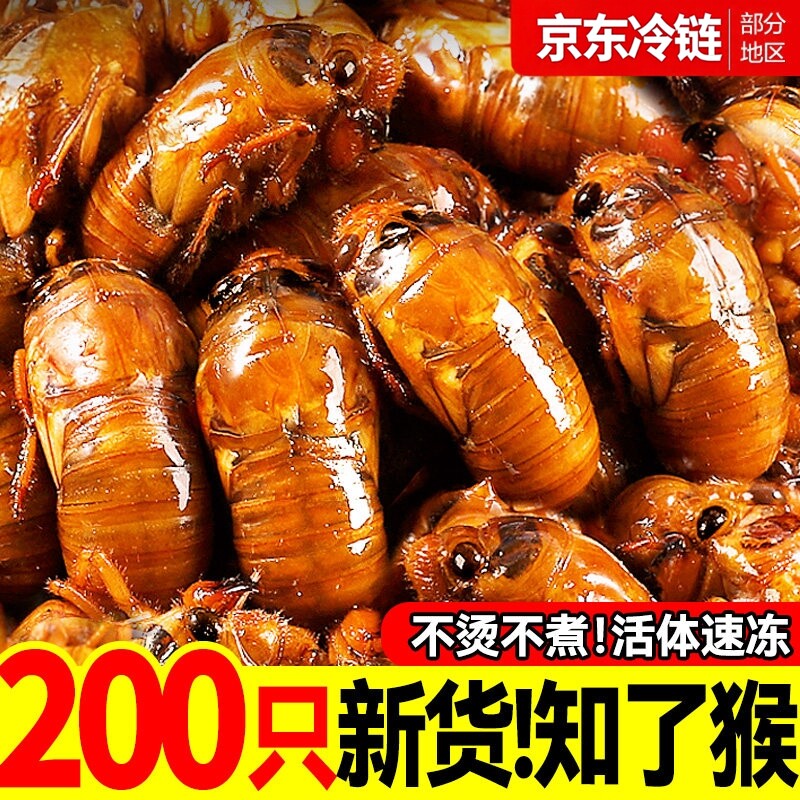 京东冷链】2026知了猴金蝉新鲜活体速冻知了鲜活蝉爬蚱猴烧烤批发 - 实物图