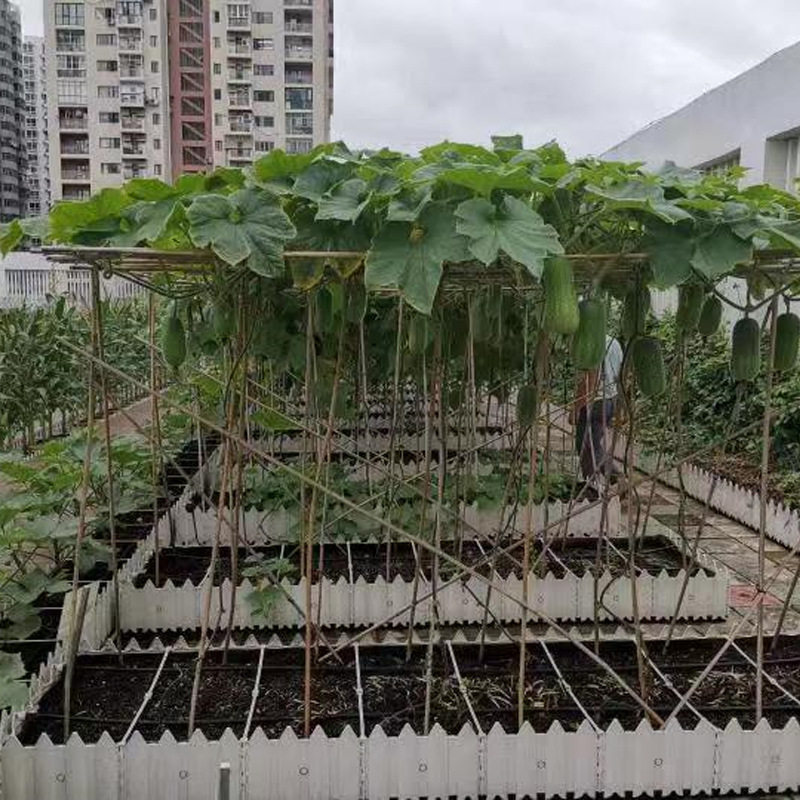 屋顶轻质营养土不板结种菜