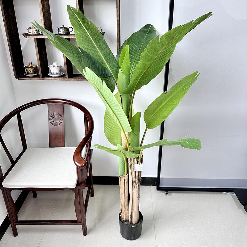 真香蕉树室内摆件大型绿色植物盆景婚庆酒店橱窗落地绿植