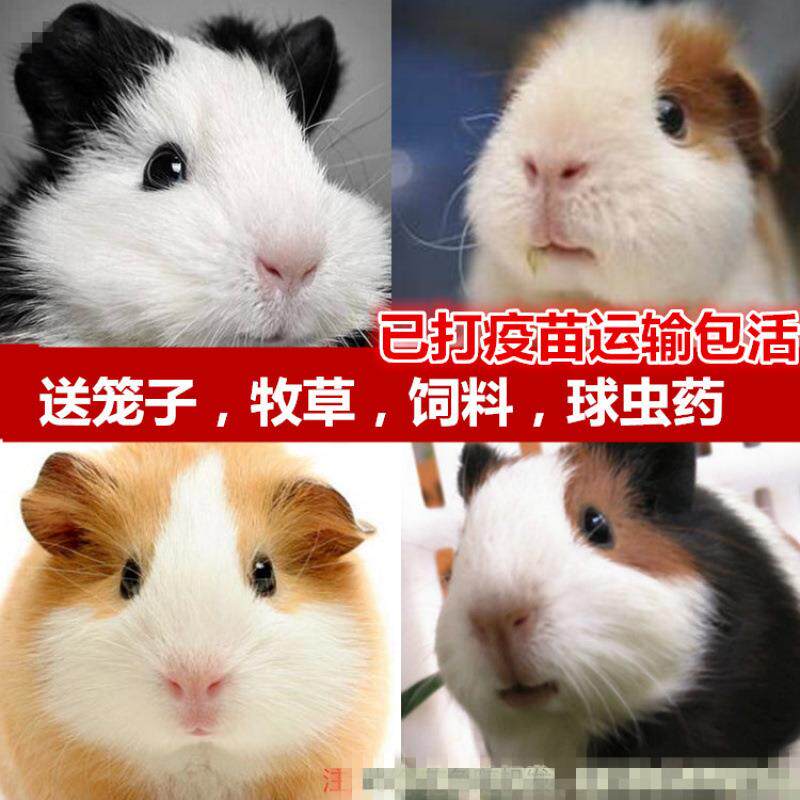 荷兰猪活宠豚鼠幼体宠物荷兰鼠幼割草机/草坪机