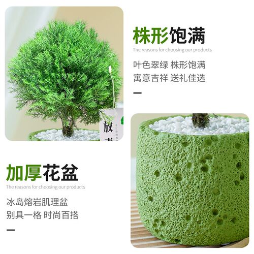 放青松绿植雾凇小盆栽办公桌面雾松放轻松植物小摆件室内净化空气